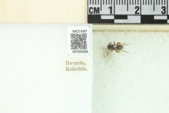 Media type: image;   Entomology 769268 Aspect: Labels
